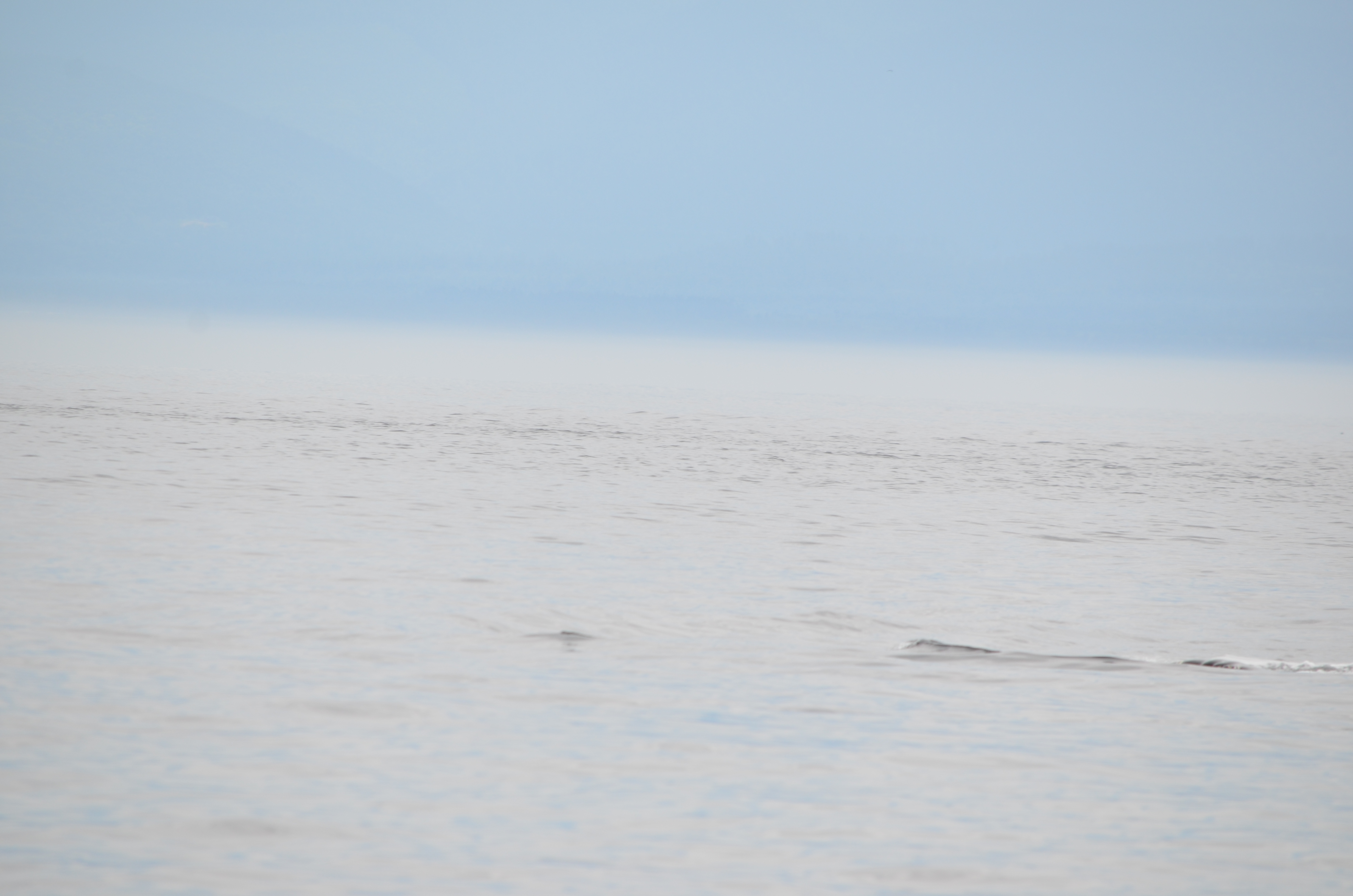 photos/wildlife/Mammal_Species/Humpback Whale/DSC_0166.JPG